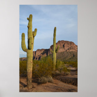 Poster Cactus