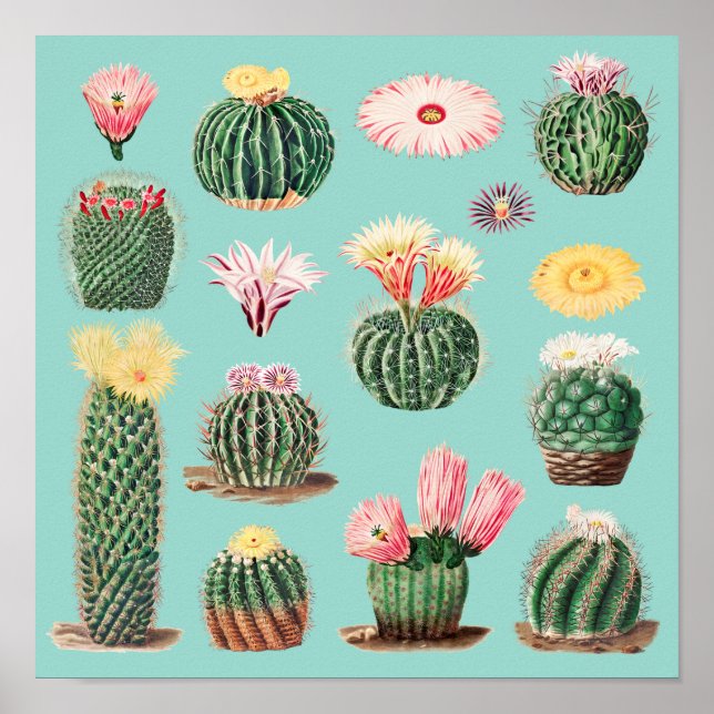 Poster Cactus (Devant)