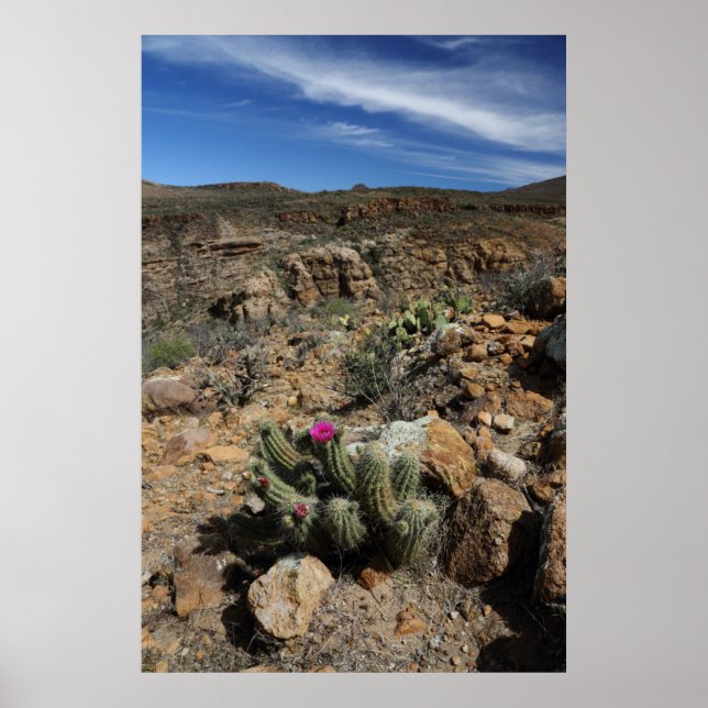 Poster Cactus (Devant)