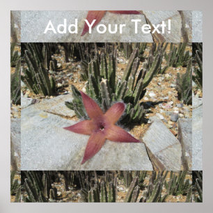 Poster Cactus
