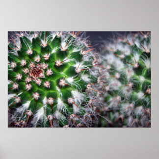 Poster cactus