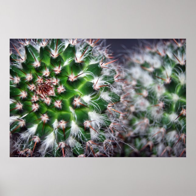 Poster cactus (Devant)