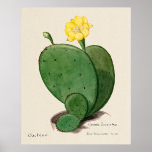 Poster Cactus 3