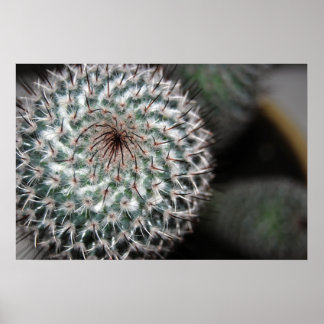 Poster cactus (3)
