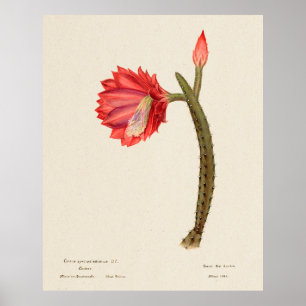 Poster Cactus 4