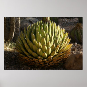 Poster Cactus à la lumière du matin