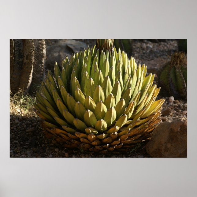 Poster Cactus à la lumière du matin (Devant)