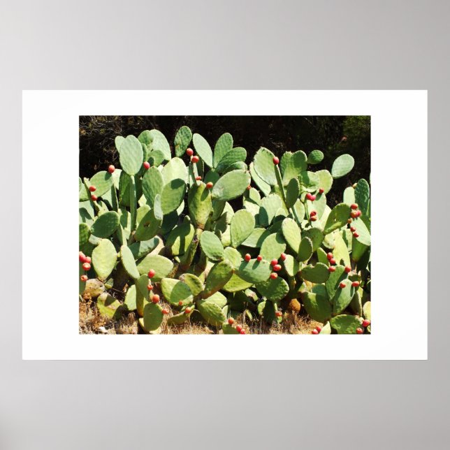Poster Cactus à poires (Devant)