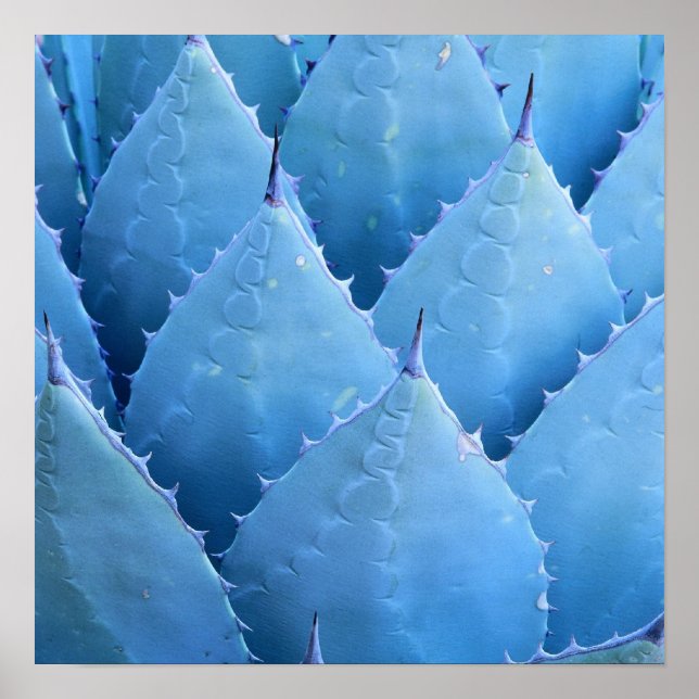 Poster Cactus bleu (Devant)