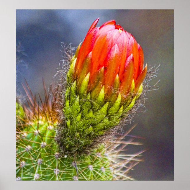 Poster Cactus Bloom (Devant)