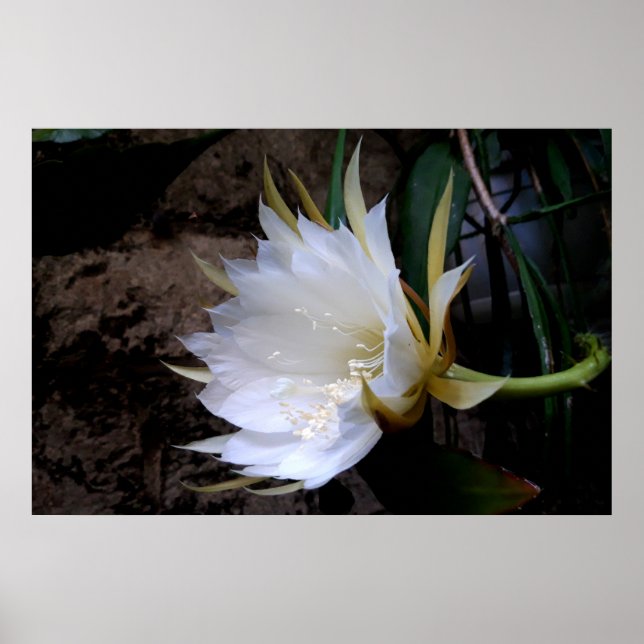 Poster Cactus Bloom (Devant)
