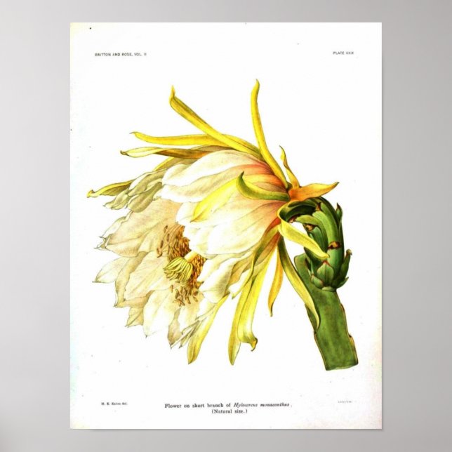 Poster Cactus botanique vintage (Devant)