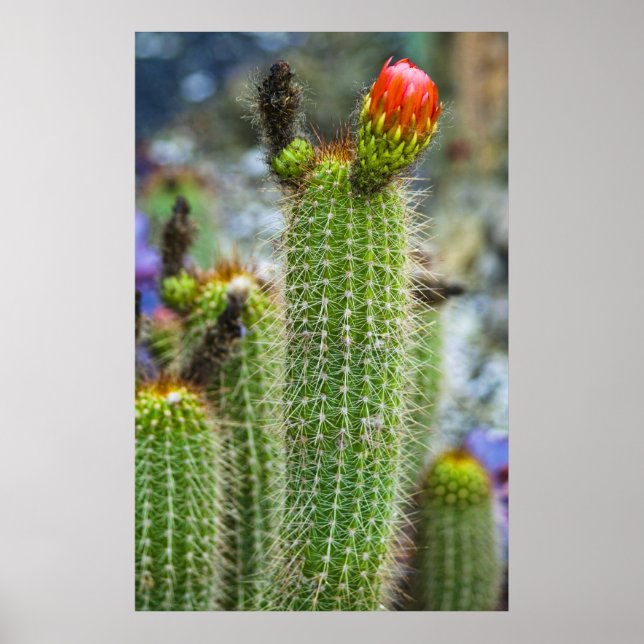 Poster Cactus couleur (Devant)