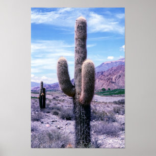Poster Cactus dans la province de Jujuy - Nord de l'Argen