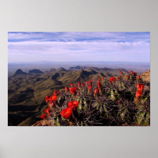 Poster Cactus de Coupe Claret - Big Bend, Texas (Devant)