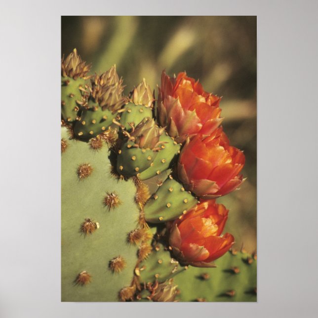 Poster Cactus de poire de prickly en fleur, Arizona-Sonor (Devant)