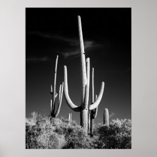 Poster Cactus de Saguaro