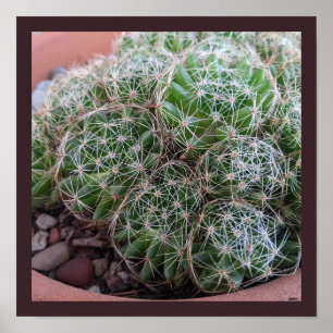 Poster Cactus du désert