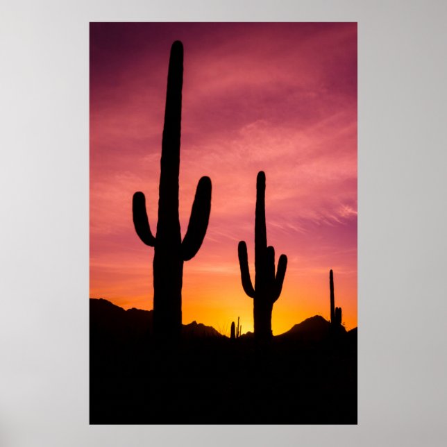Poster Cactus du Saguaro au lever du soleil, Arizona (Devant)