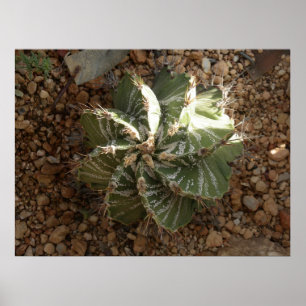 Poster cactus en spirale