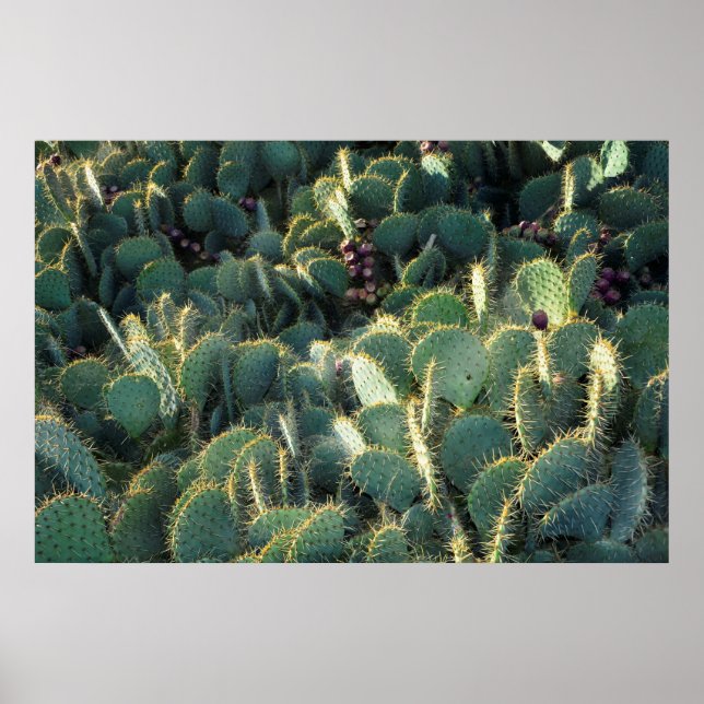Poster Cactus épineux (Devant)