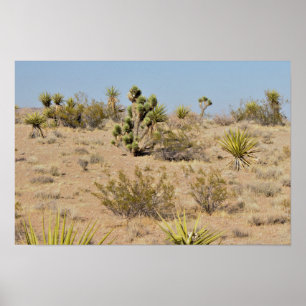 Poster Cactus et plantes du désert