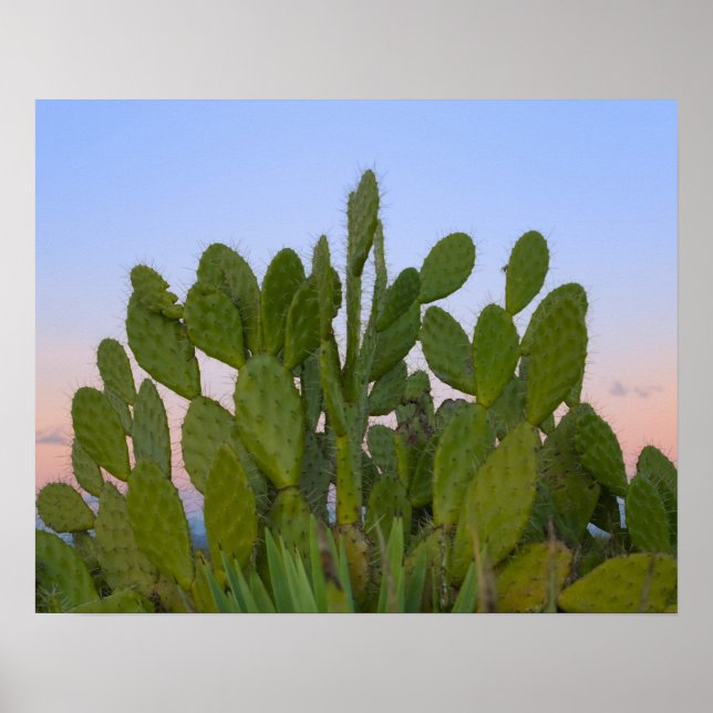 Poster Cactus et sisal en forêt sèche (Devant)