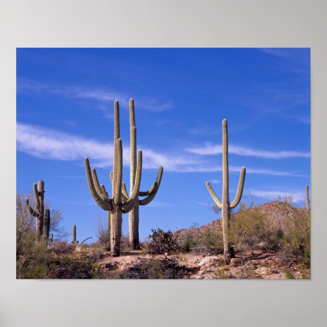 Poster Cactus géant multiarmé Saguaro, Saguaro (Devant)