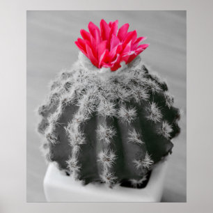 Poster Cactus Plante noir blanc photo avec Fleur rose