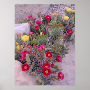Poster Cactus Prickly Pear