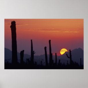 Poster Cactus Saguaro Carnegiea gigantea), Coucher de sol