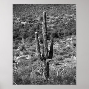 Poster Cactus Saguaro noir et blanc dans Sagebrush 16x20