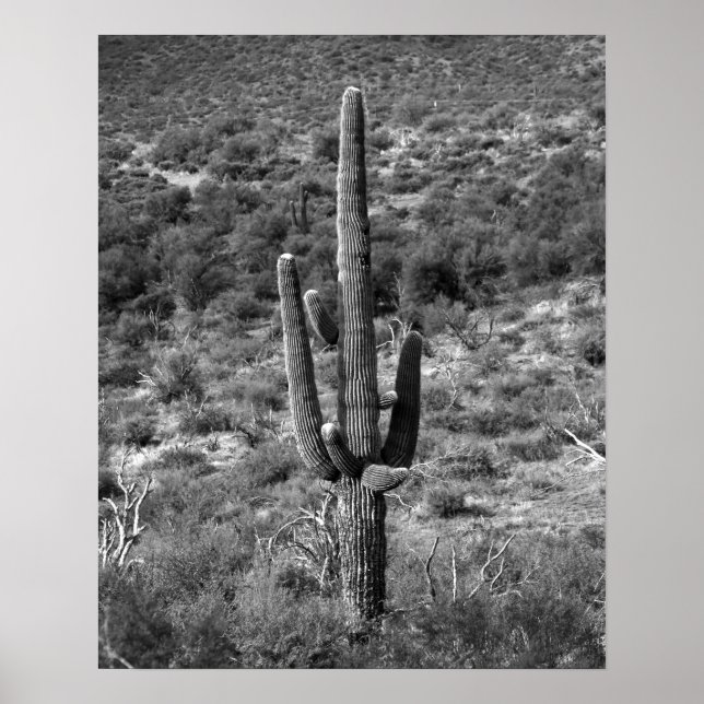 Poster Cactus Saguaro noir et blanc dans Sagebrush 16x20 (Devant)