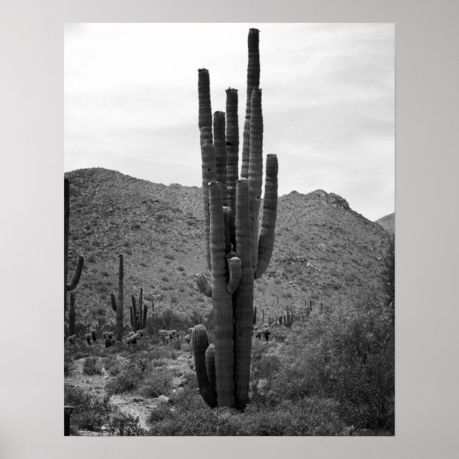 Poster Cactus Saguaro noir et blanc en Arizona 16x20 (Devant)