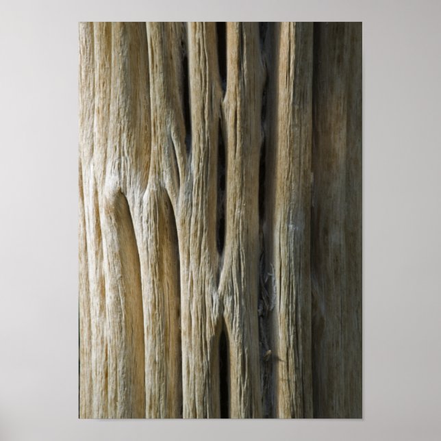 Poster Cactus Skeleton (Devant)