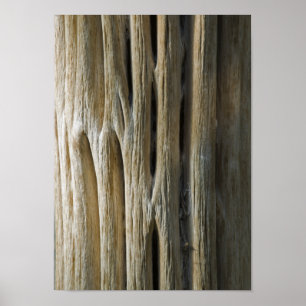 Poster Cactus Skeleton