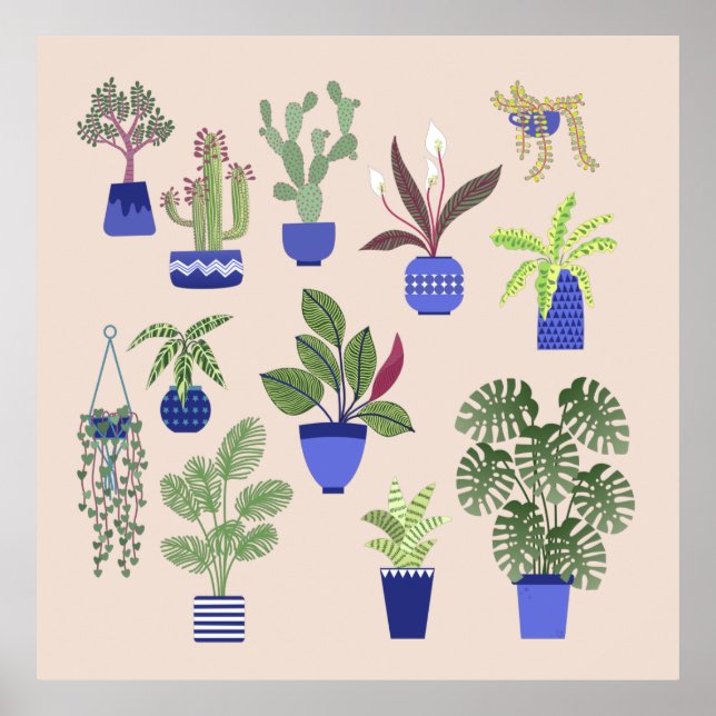 Poster Cactus Succulent Houseplant rose (Devant)