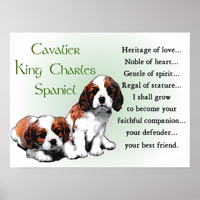 Poster Cadeaux Cavalier King Charles Spaniel (Devant)