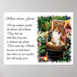 Poster Cadeaux d'art de Sheltie de berger des Shetland