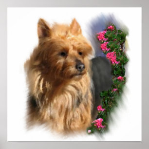 Poster Cadeaux d'art Terrier australien