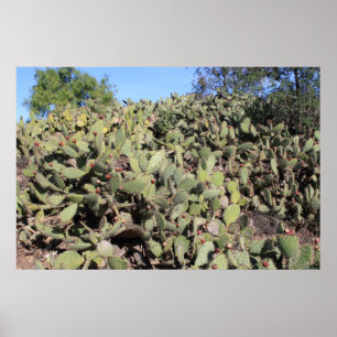 Poster Cadeaux Prickly Pear