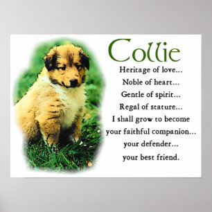 Poster Cadeaux Sable Collie