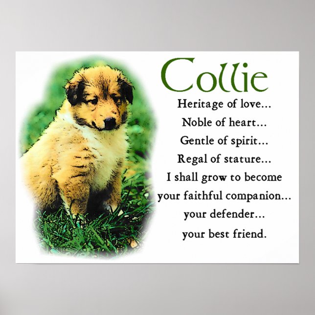 Poster Cadeaux Sable Collie (Devant)