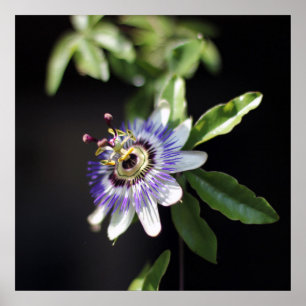Poster Caerulea de passiflore, fleur bleue de passion
