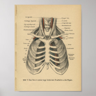 Poster Cage de côtes d'impression d'anatomie allemande vi