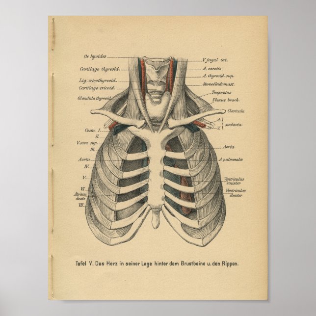 Poster Cage de côtes d'impression d'anatomie allemande vi (Devant)