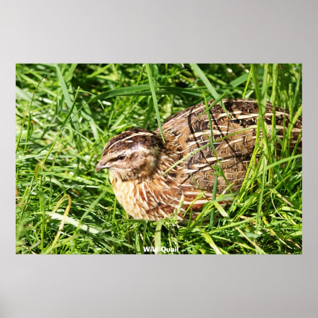 Poster Caille Sauvage (Devant)