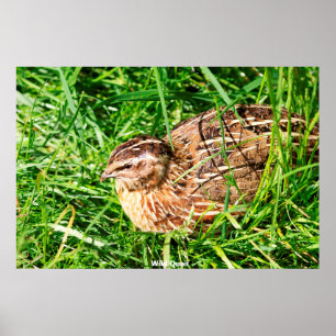 Poster Caille sauvage