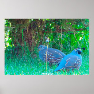 Poster Caille sauvage