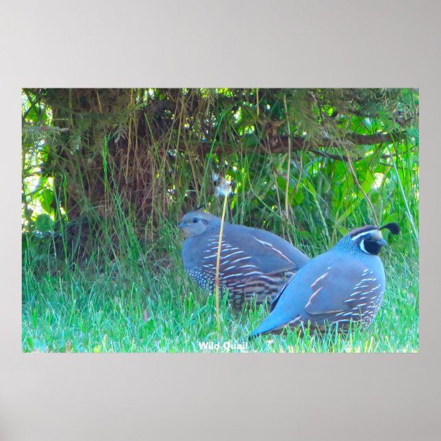 Poster Caille sauvage (Devant)